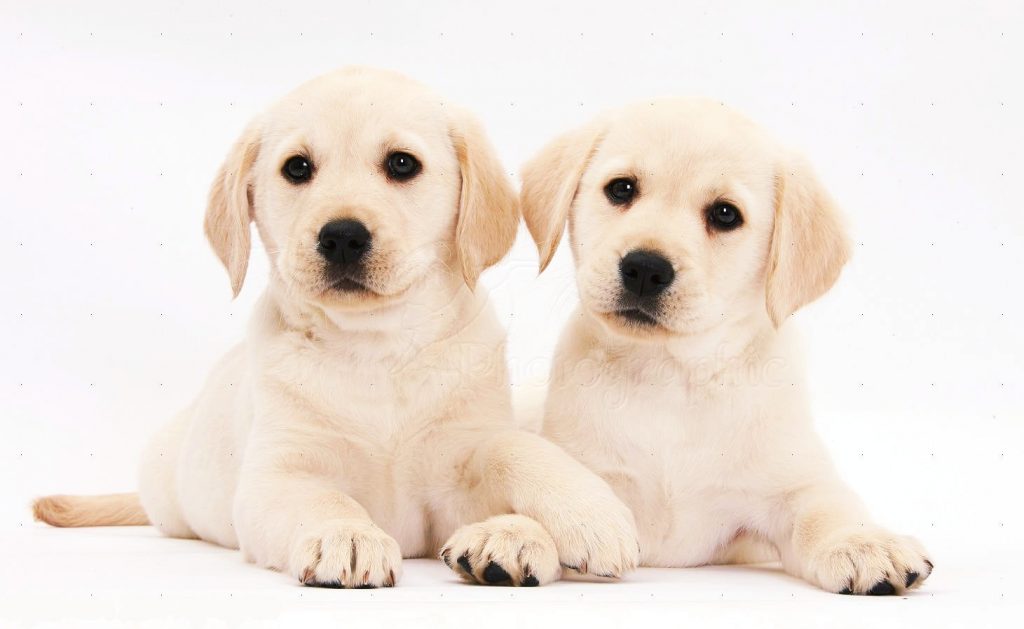 Babay Labrador Retriever