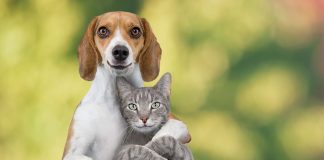 dogs and cats are friends